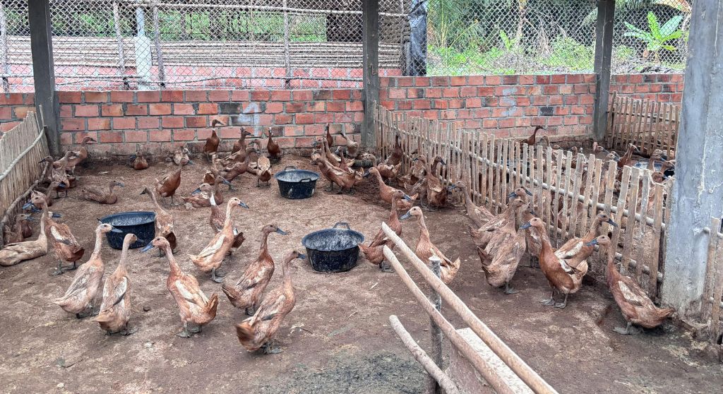 Fasilitas Kandang Bebek