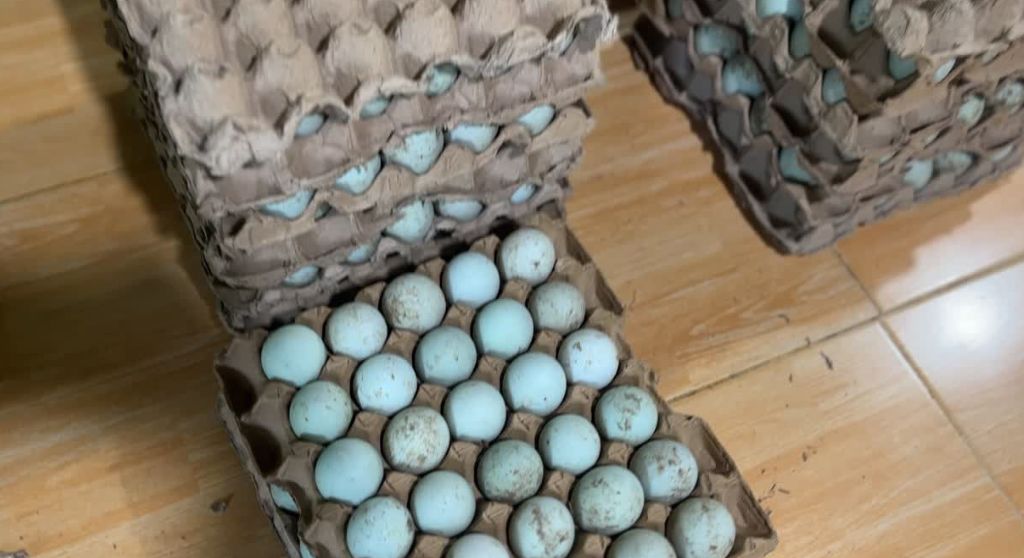 Sorting & Quality Control